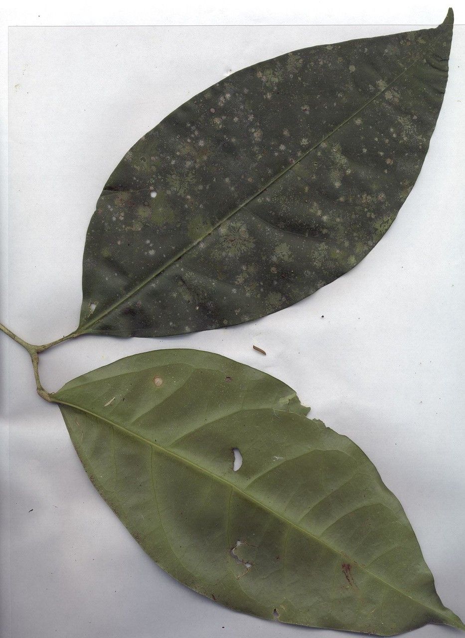 Mansoa standleyi other