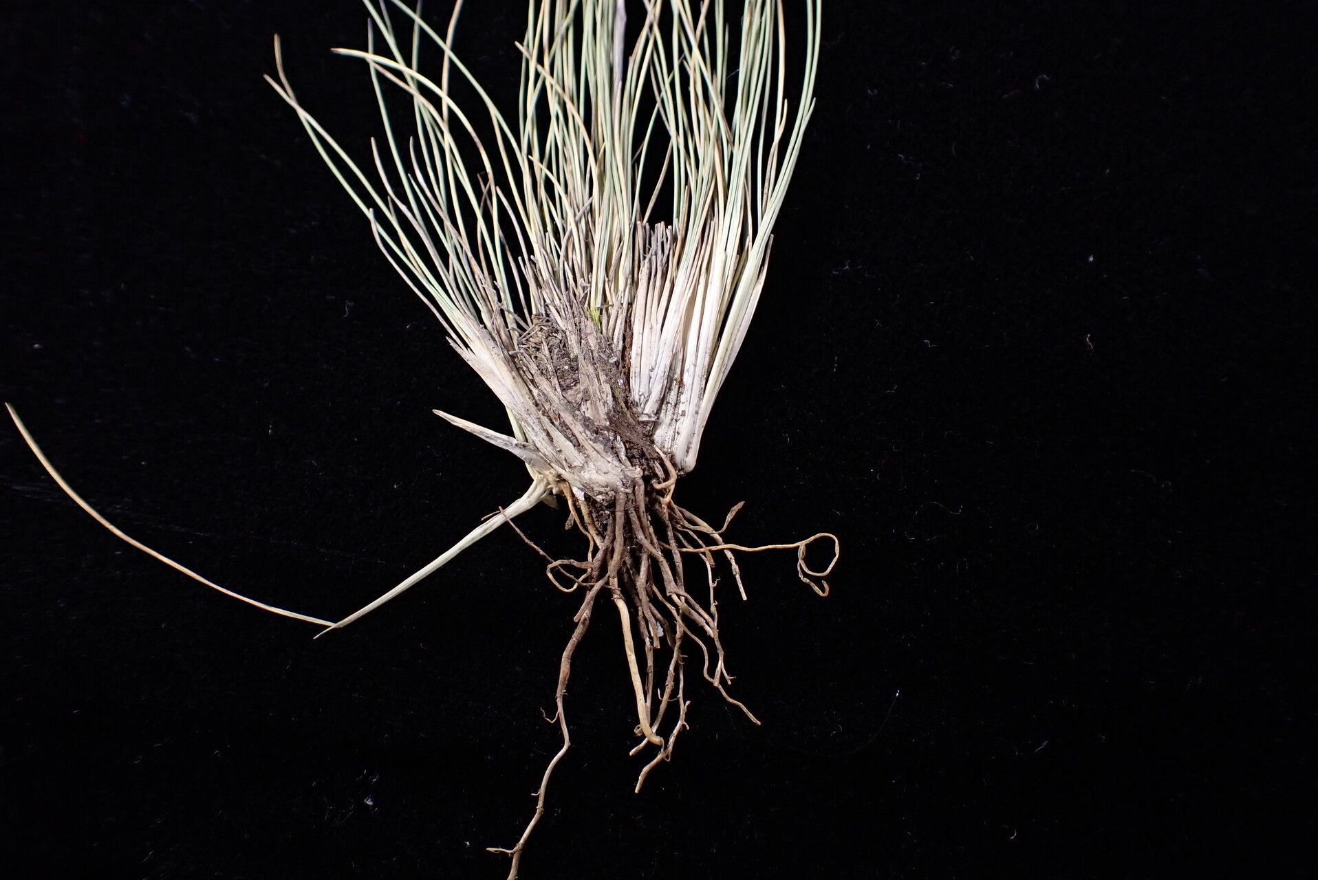 Ptilagrostis yadongensis habit