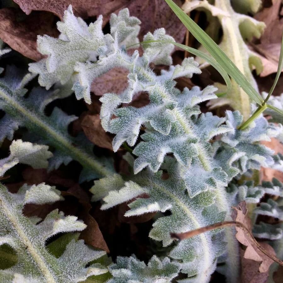 Glaucium flavum leaf