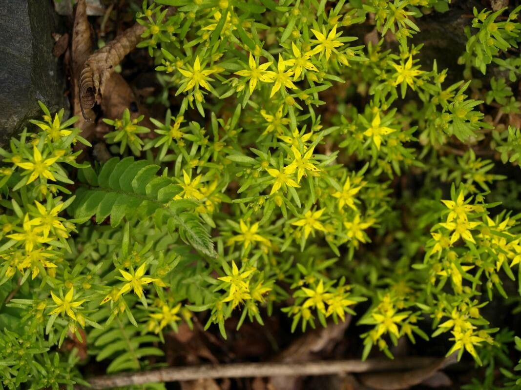 Sedum subtile — houseplant care guide
