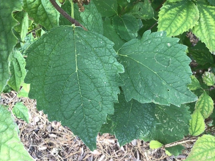 Philadelphus schrenkii — houseplant care guide