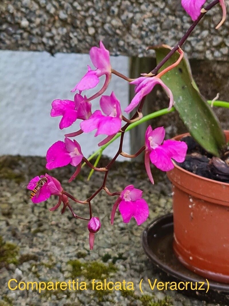 Comparettia falcata — houseplant care guide