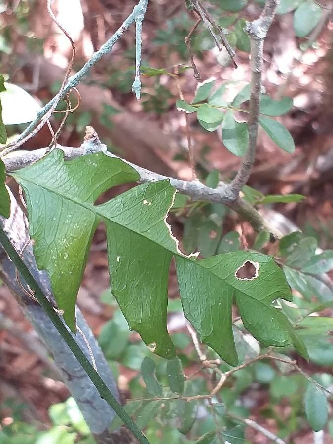 Schlechterina mitostemmatoides leaf