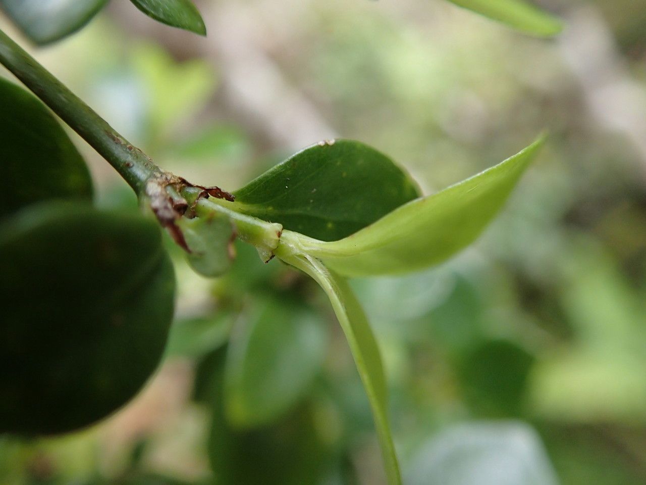 Psychotria spachiana fruit