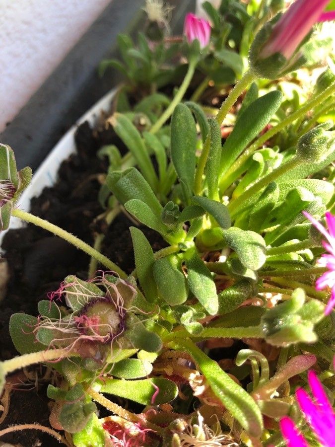 Dorotheanthus bellidiformis leaf