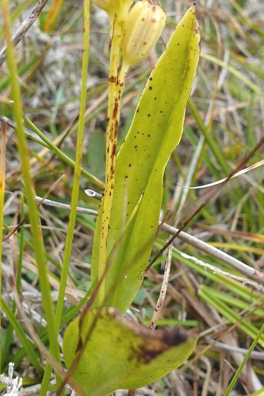 Liparis loeselii — search result for 'Kazakhstan'