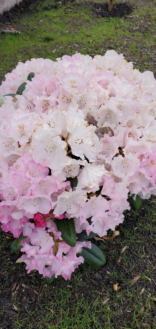 Rhododendron detonsum — houseplant care guide