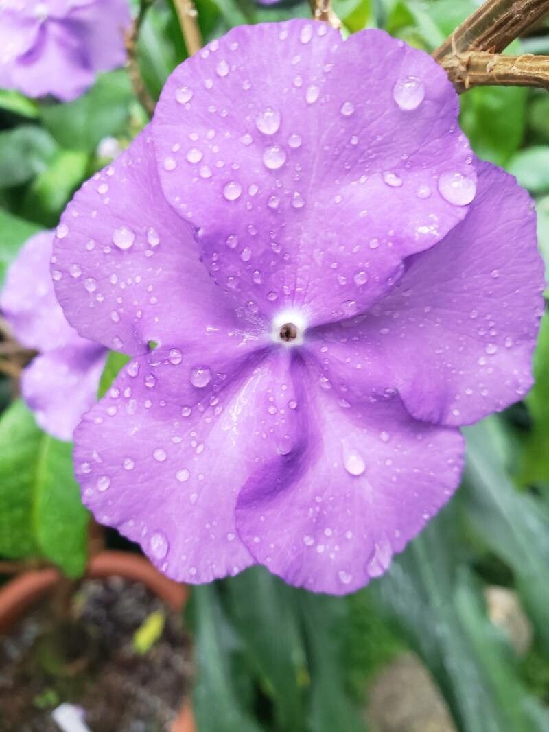 Brunfelsia pauciflora flower