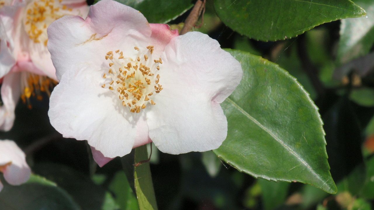 Camellia caudata flower