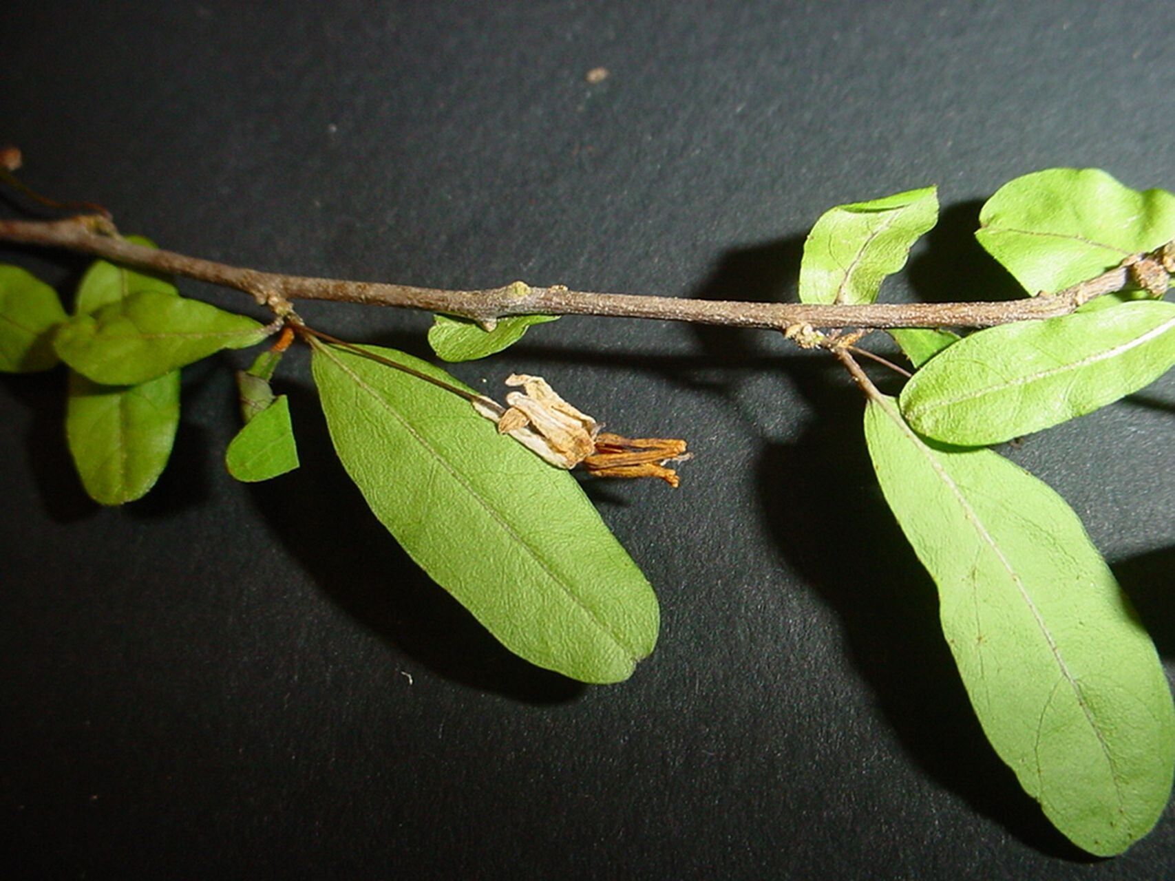 Solanum pancheri other