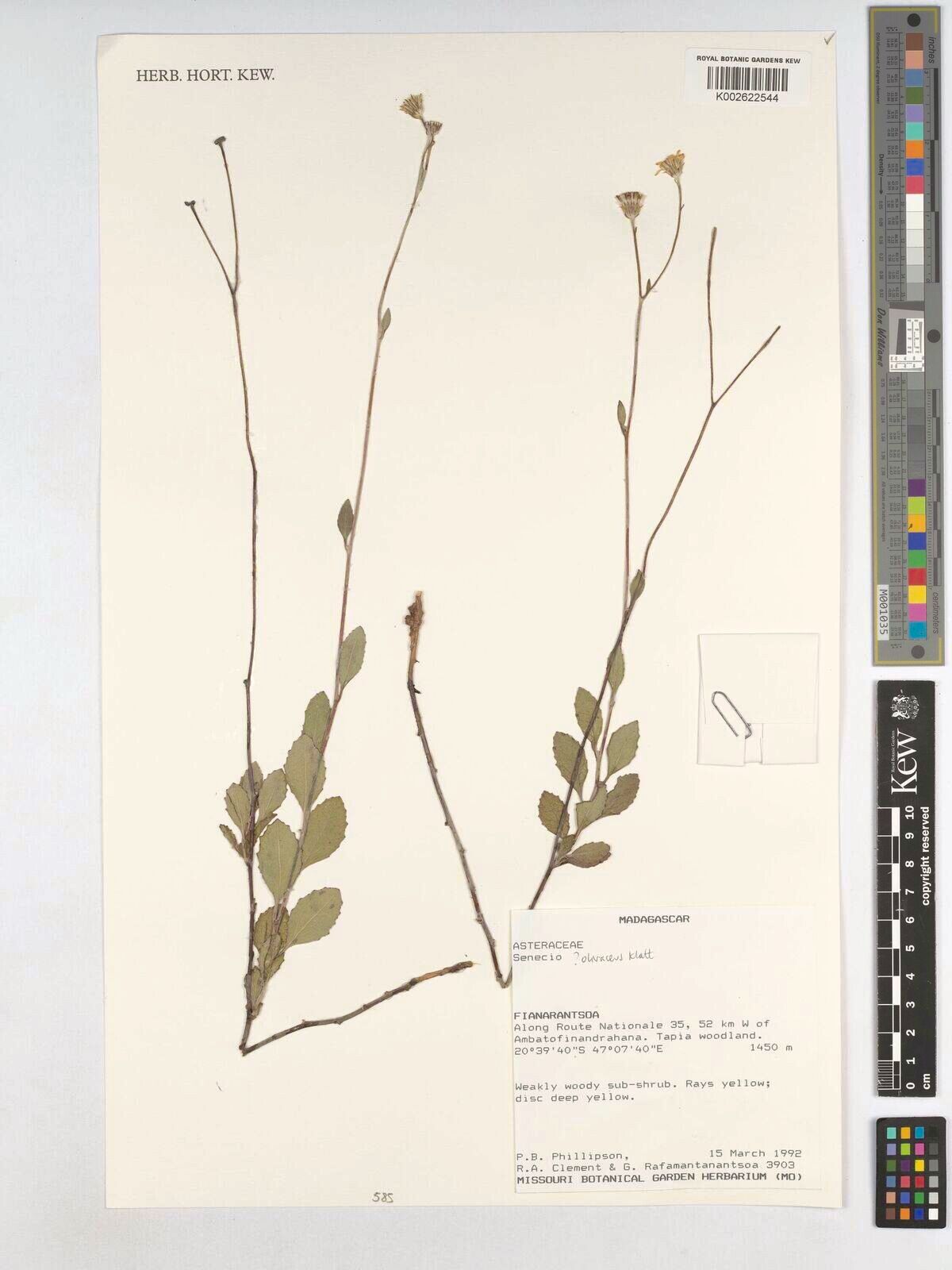 Hubertia olivacea — houseplant care guide