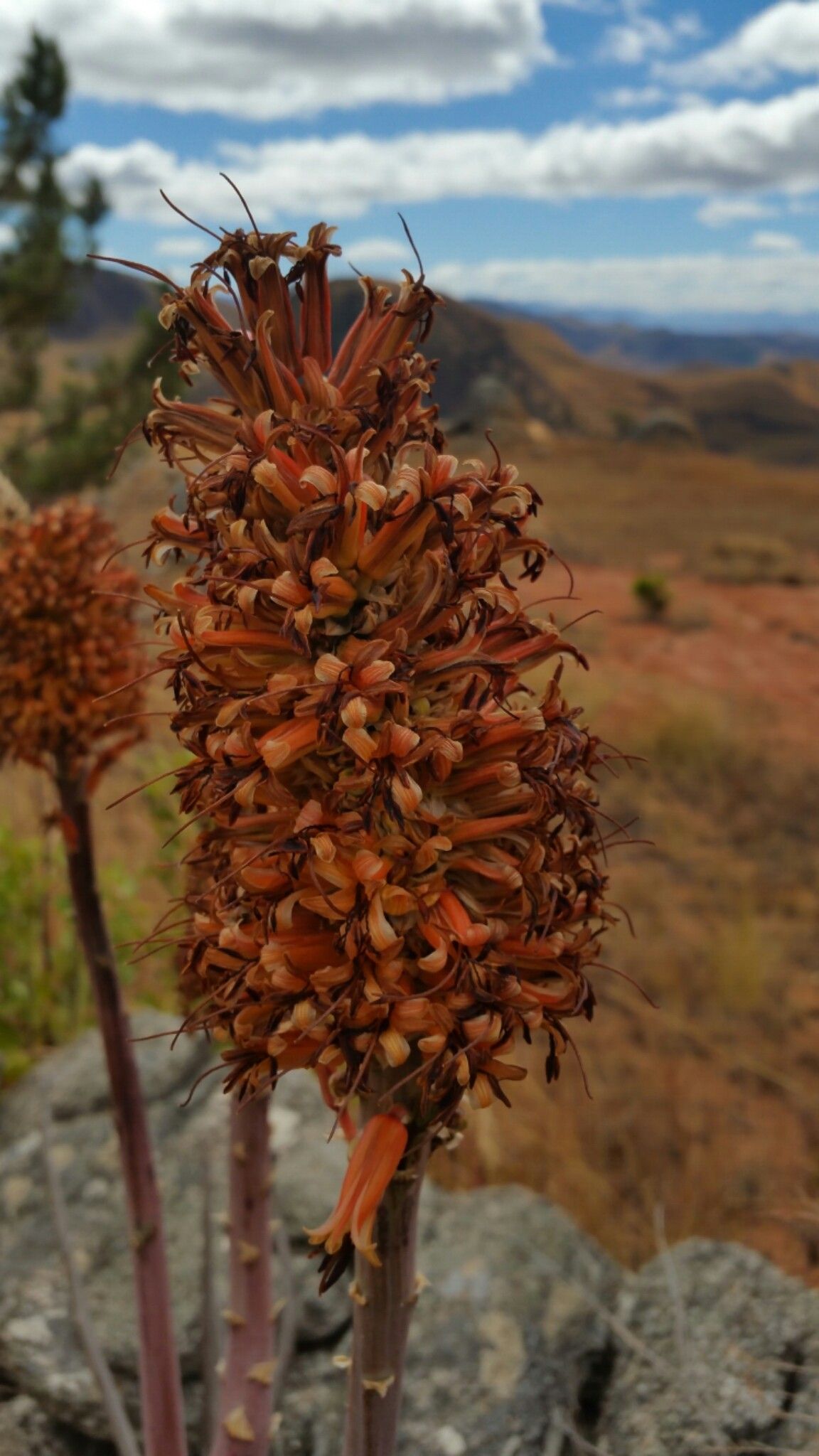 Aloe × imerinensis flower
