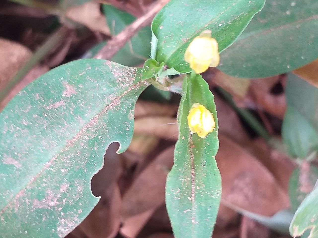 Commelina africana flower