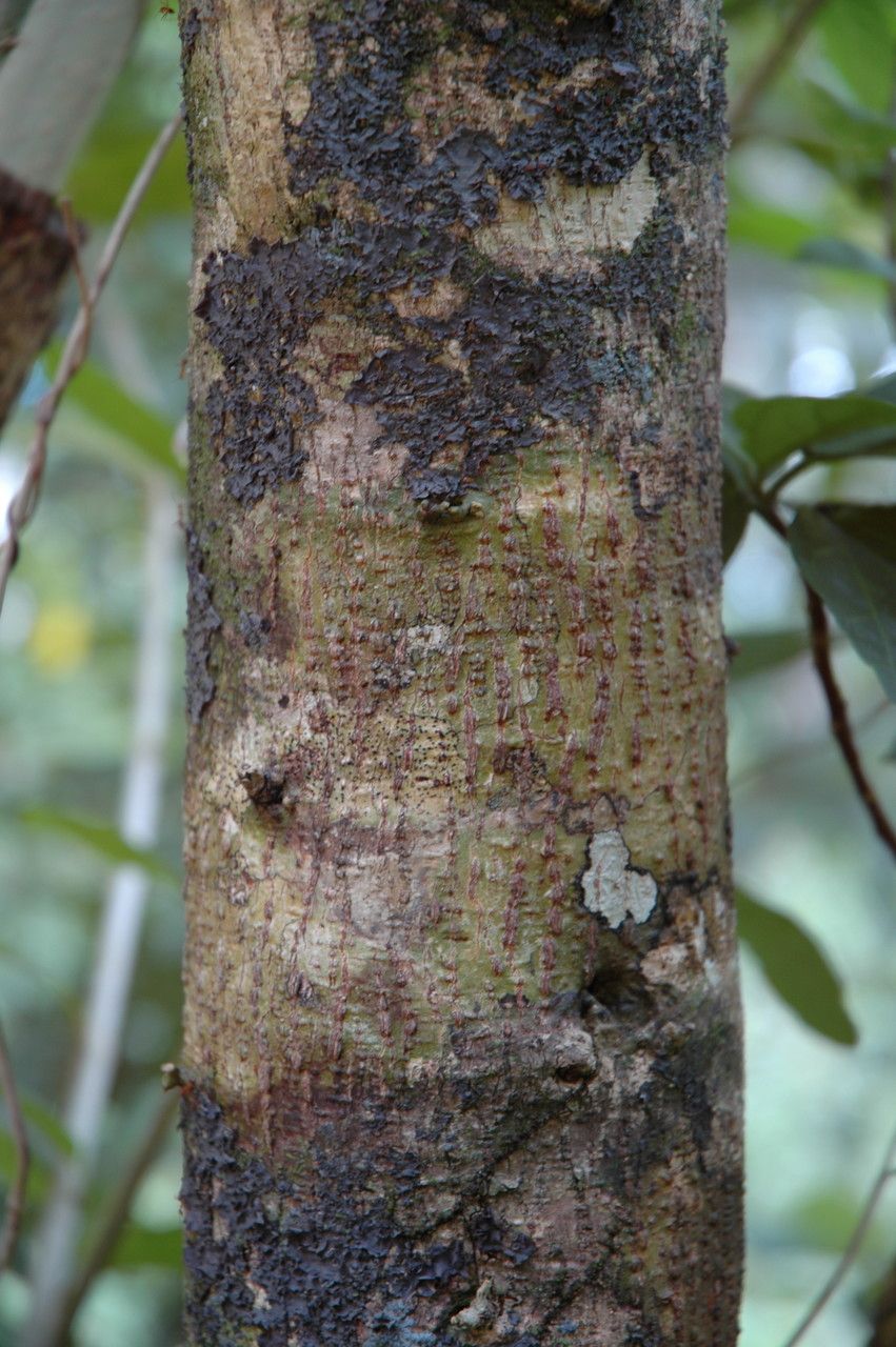 Hibiscus arnottianus bark