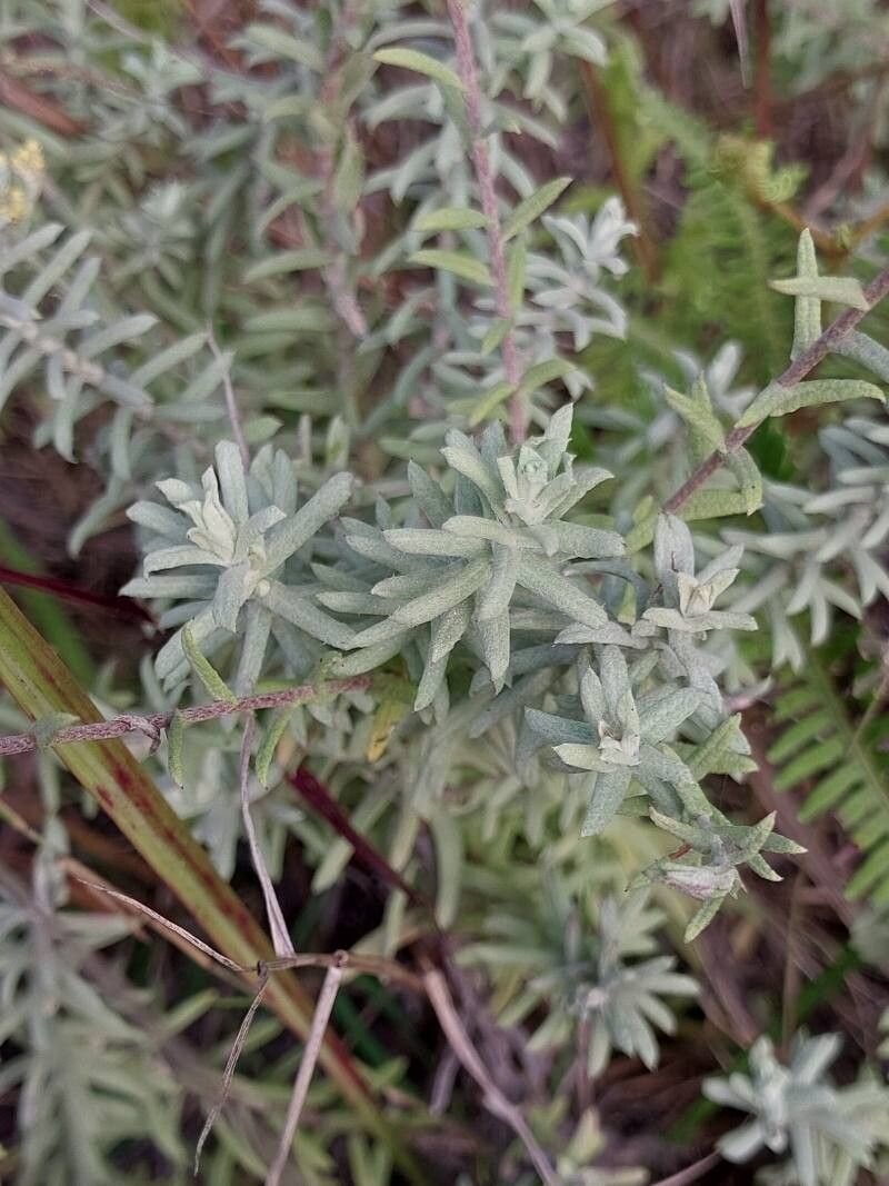 Helichrysum luzulifolium — houseplant care guide