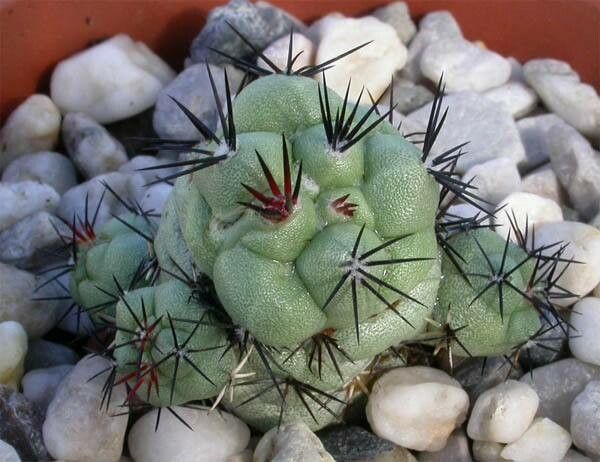 Cochemiea macdougallii habit