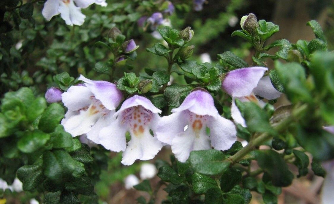 Prostanthera cuneata flower