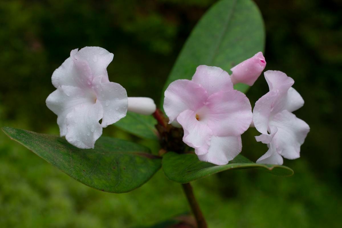 Rhododendron mogeanum — houseplant care guide