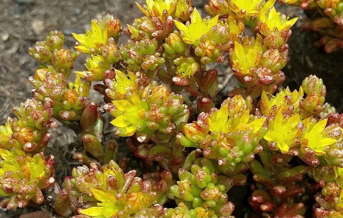 Sedum annuum flower