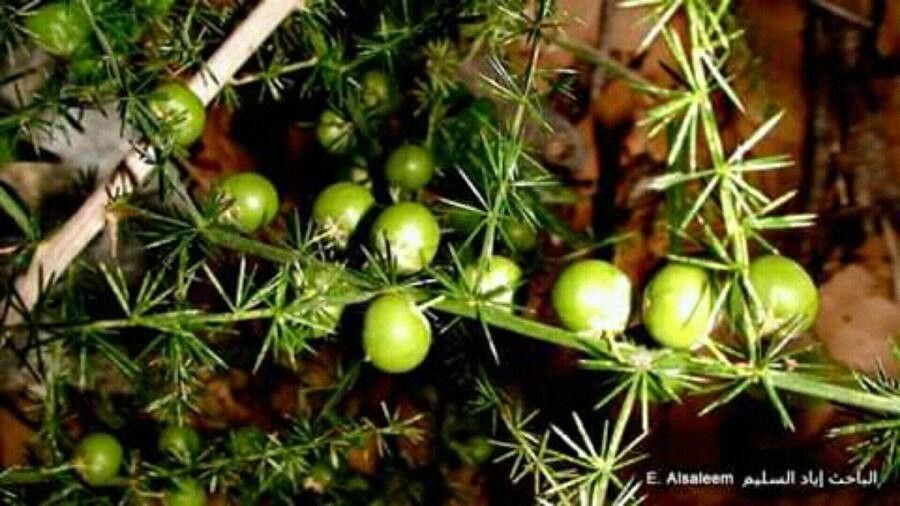 Asparagus umbellatus fruit