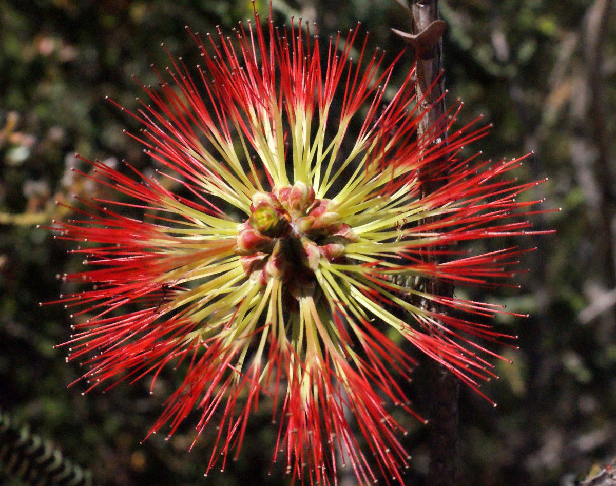 Grevillea coccinea flower