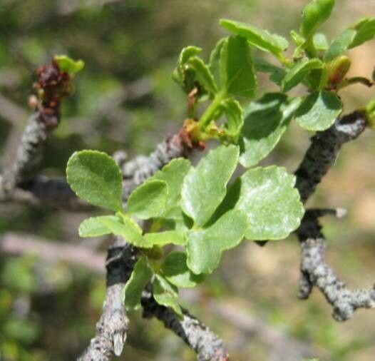 Commiphora dinteri leaf
