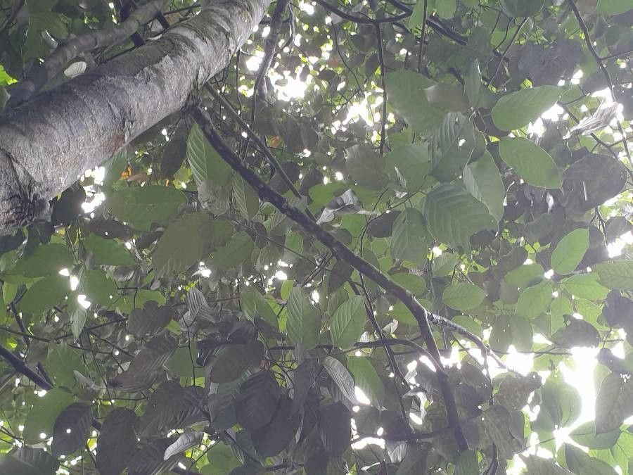 Shorea materialis bark