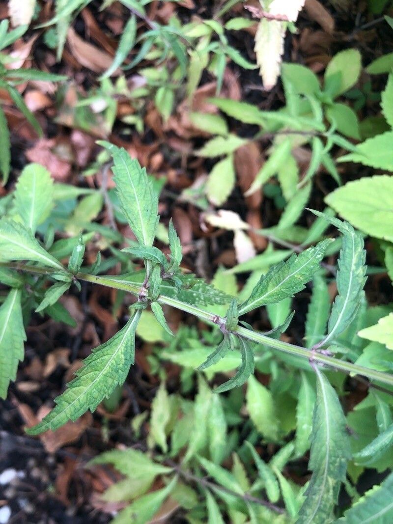 Isodon shikokianus — houseplant care guide