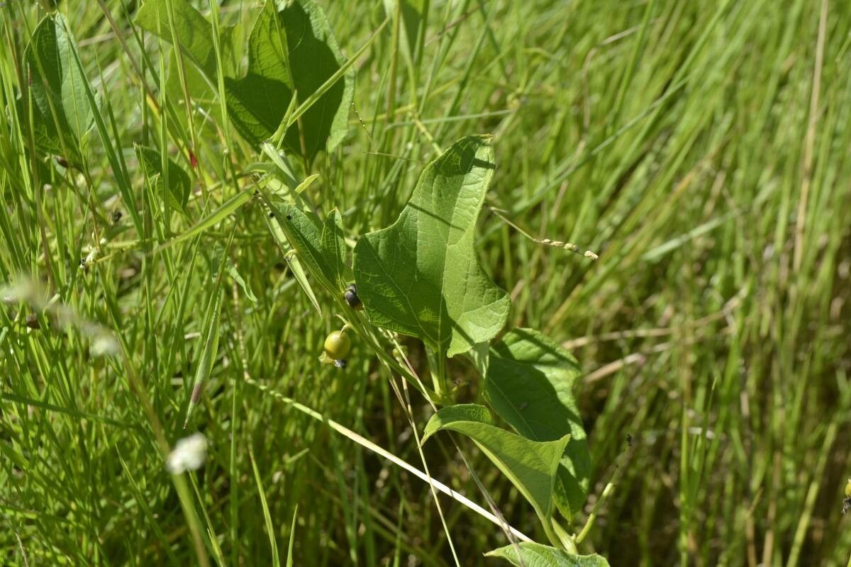 Cayaponia racemosa — houseplant care guide