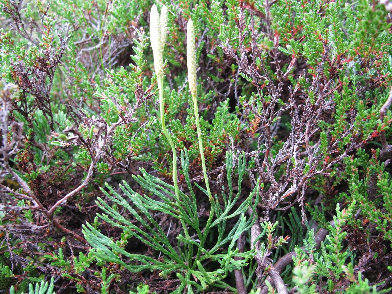 Lycopodium × zeilleri habit