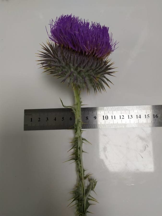 Onopordum boissierianum — houseplant care guide