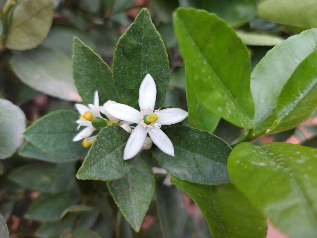 Citrus latifolia flower