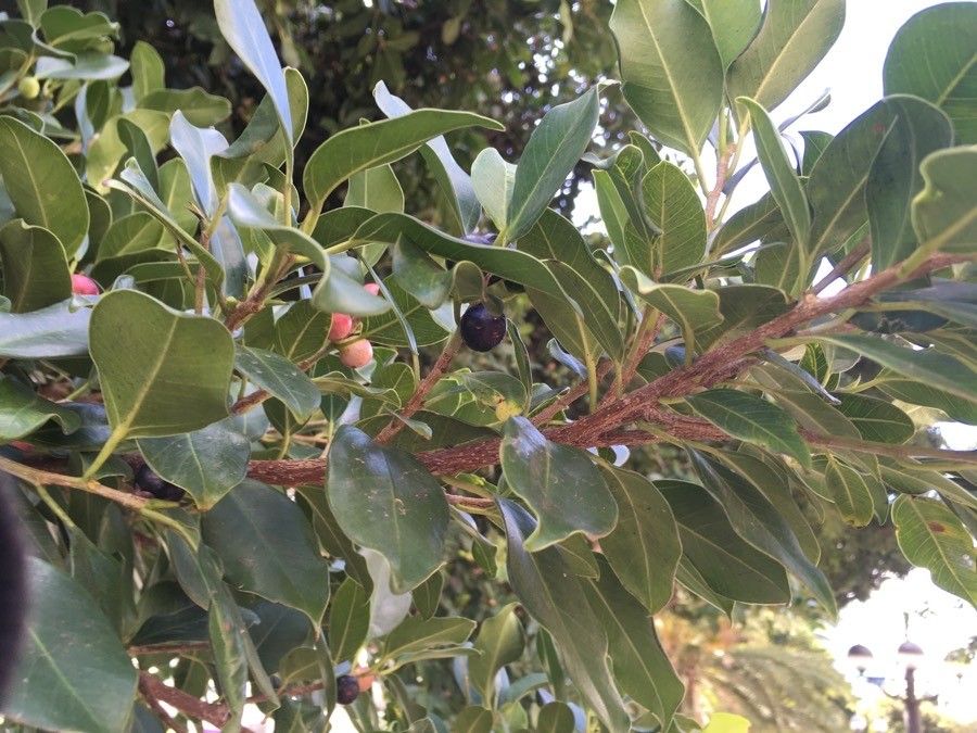 Manilkara concolor fruit