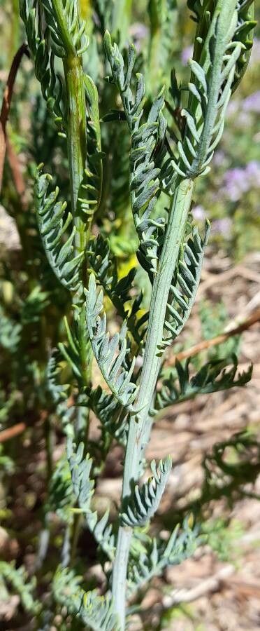 Senecio eruciformis — houseplant care guide