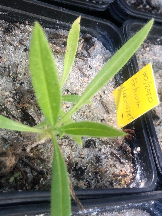 Echium decaisnei leaf