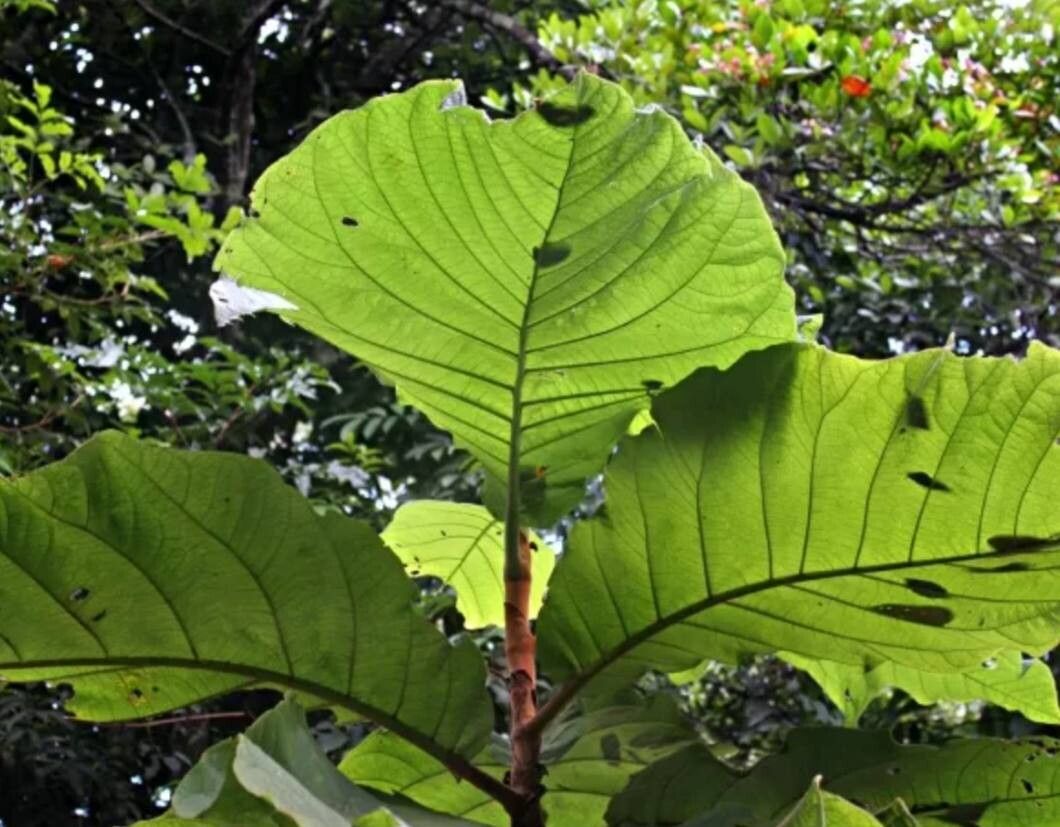 Coccoloba gigantifolia — houseplant care guide