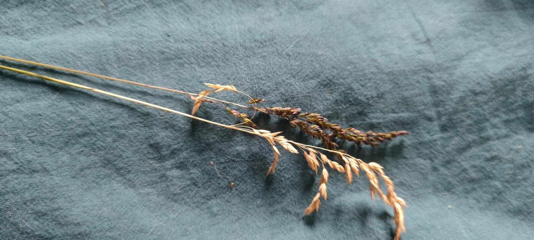 Piptatherum coerulescens leaf