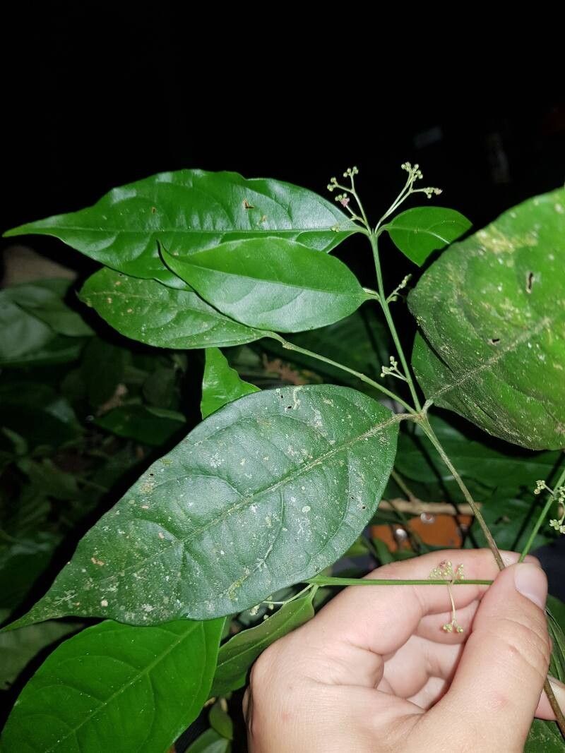 Crossopetalum parviflorum leaf