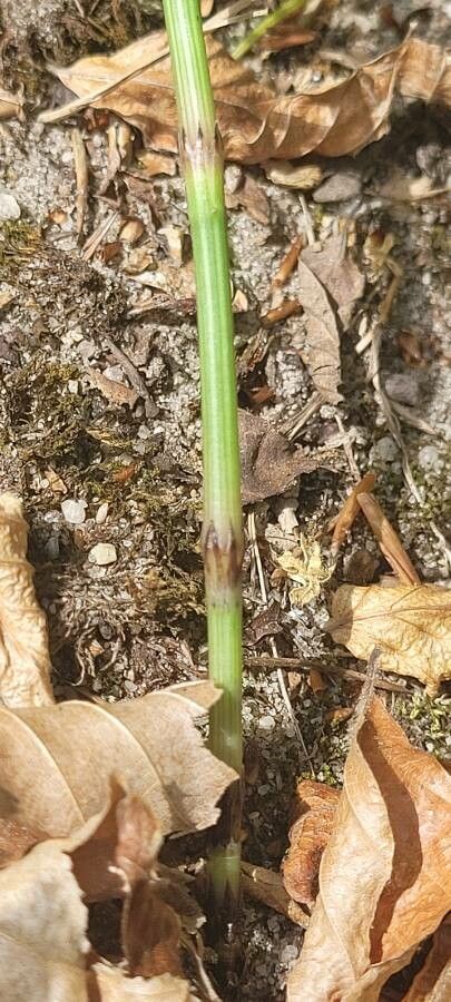 Equisetum pratense bark