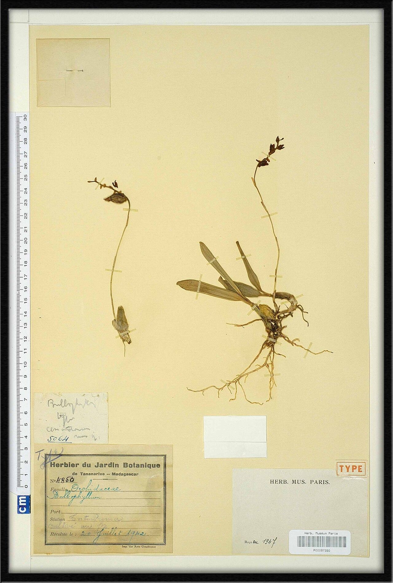 Bulbophyllum ceriodorum — houseplant care guide