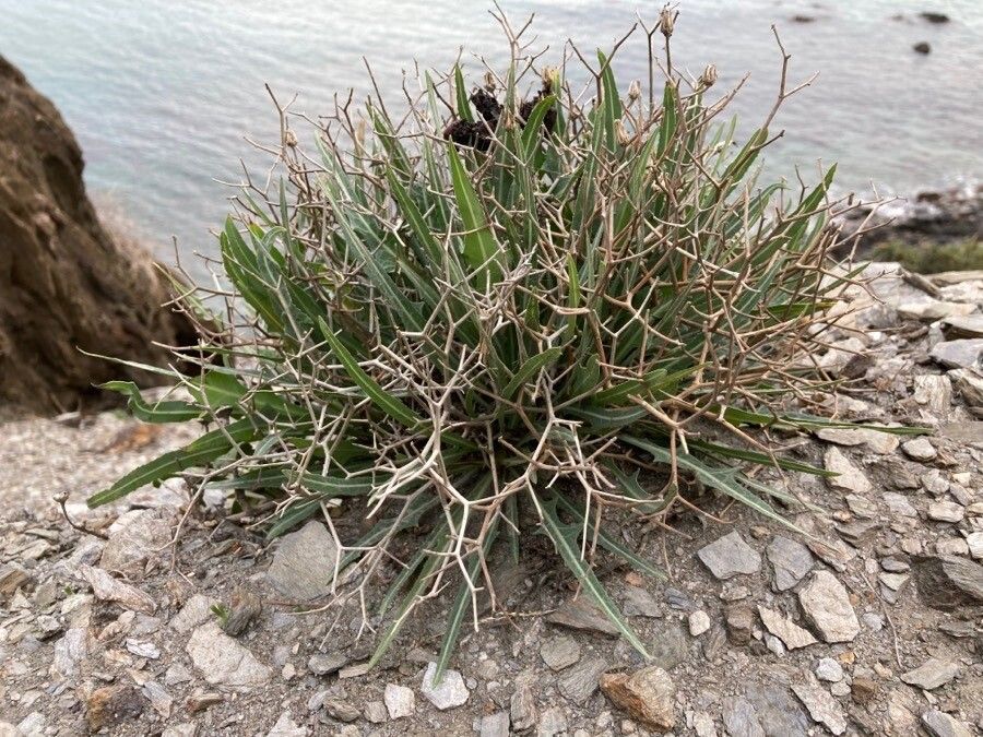 Launaea lanifera leaf