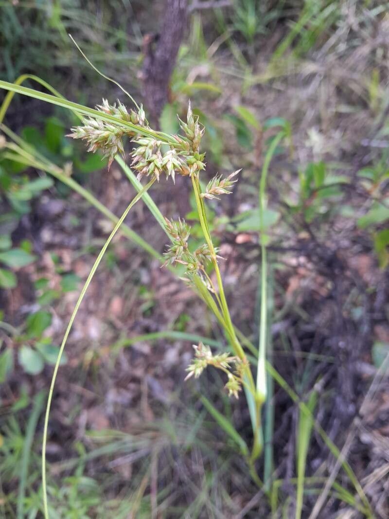 Scleria bulbifera flower