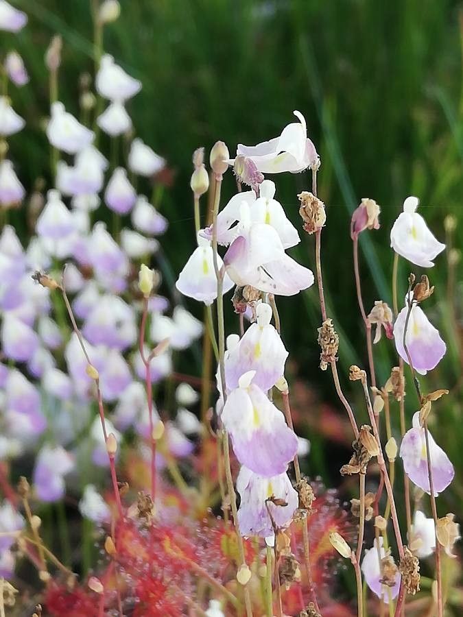 Utricularia livida — search result for 'Utricularia'