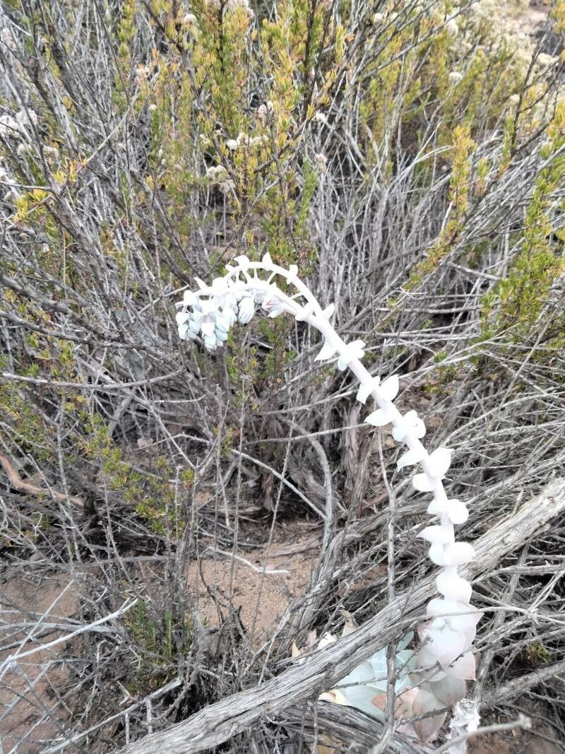 Dudleya pulverulenta flower