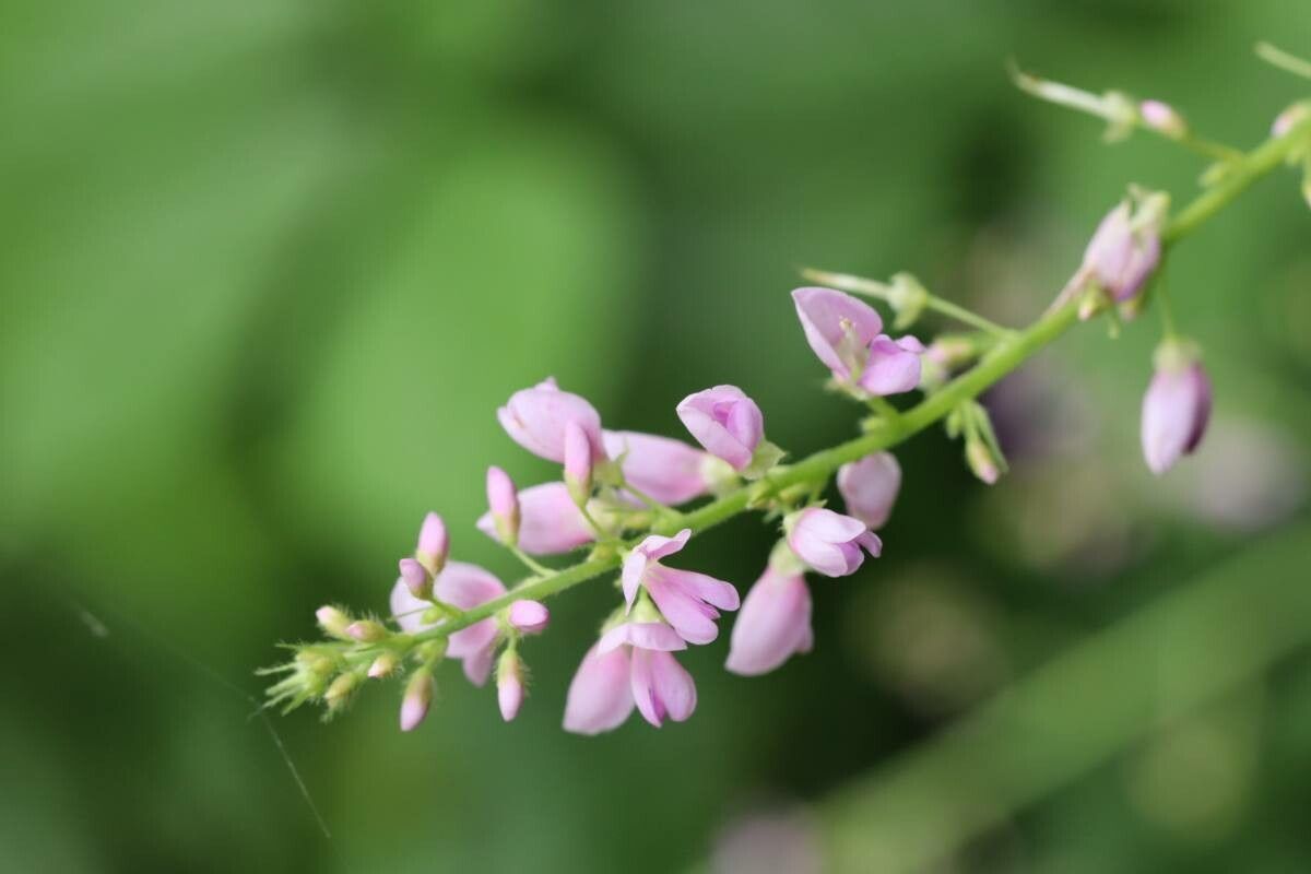 Hylodesmum oldhamii — related species from the same genus