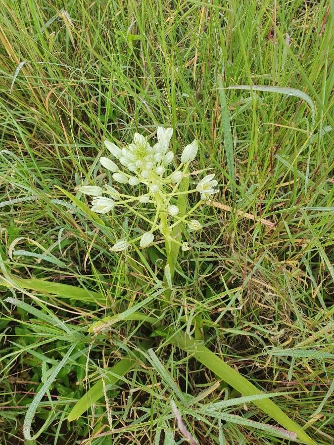 Ornithogalum donaldsoni flower