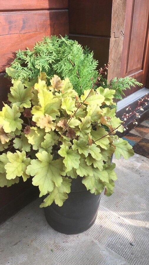 Heuchera richardsonii flower