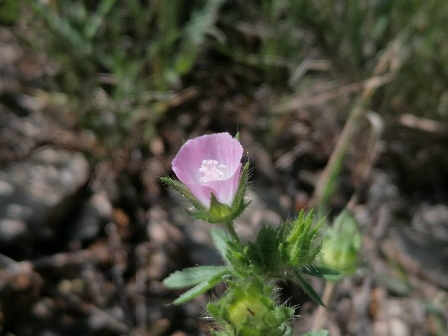 Althaea hirsuta flower