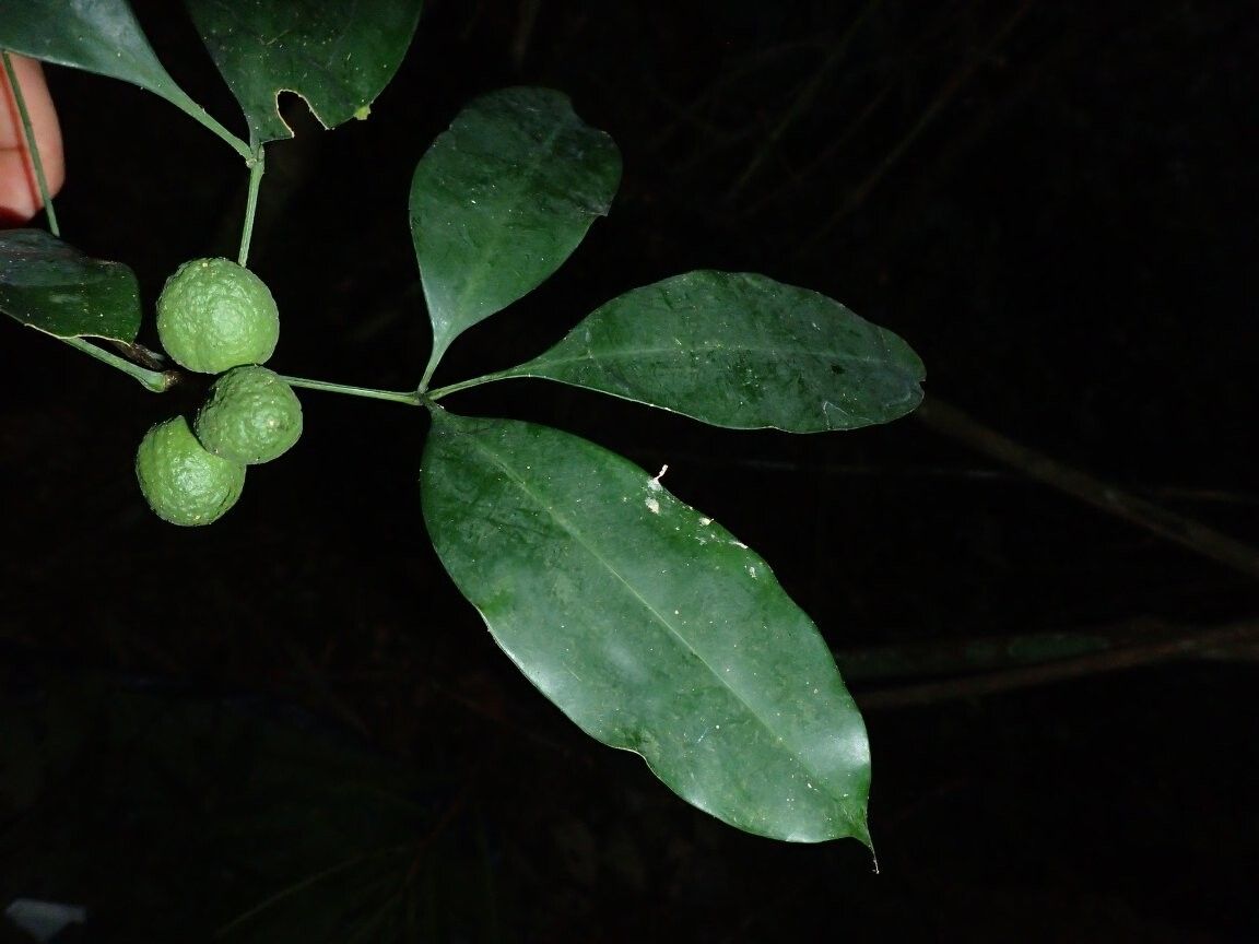 Vepris glaberrima other