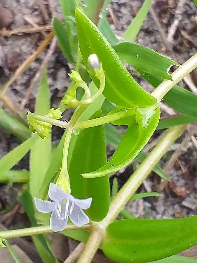 Wahlenbergia marginata habit